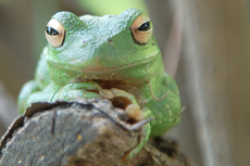 St. Kitts Rainforest Tour cruise excursion